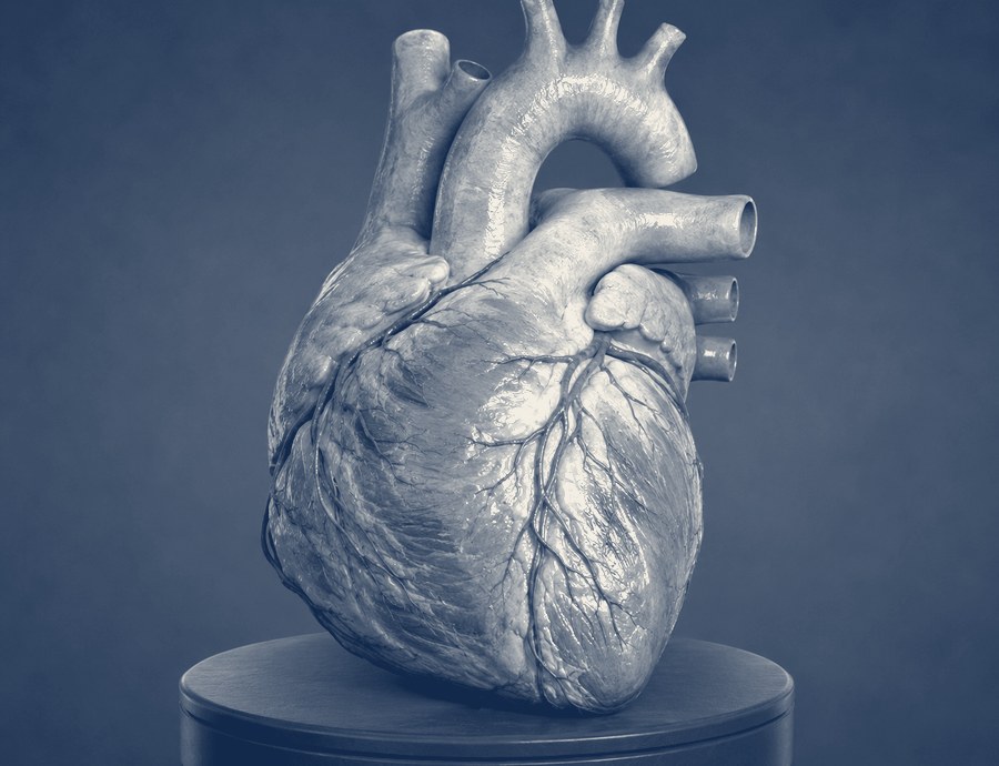 Model anatomiczny serca — Poradnia Kardiologiczna